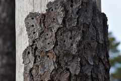 Dendroctonus frontalis