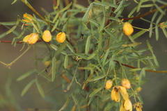 Senna pleurocarpa angustifolia