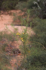 Senna pleurocarpa angustifolia