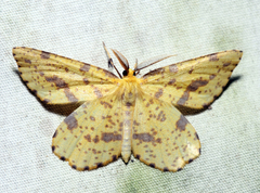 Xanthotype urticaria