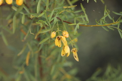 Senna pleurocarpa angustifolia