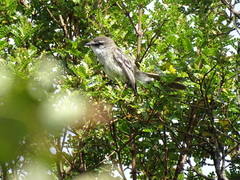 Mecocerculus leucophrys