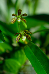 Prosthechea boothiana