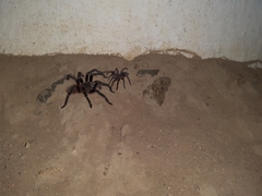 Acanthoscurria natalensis