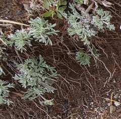 Artemisia furcata