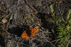 Melitaea latonigena