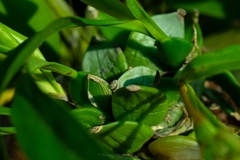Prosthechea boothiana