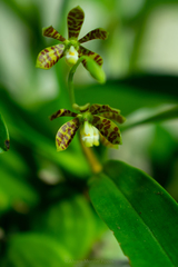 Prosthechea boothiana