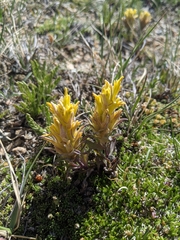 Castilleja nivea