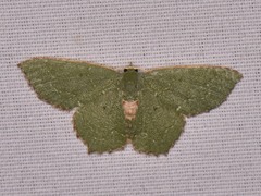 Chloropteryx nordicaria