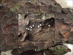 Propolis leonis