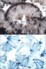 Propolis leonis