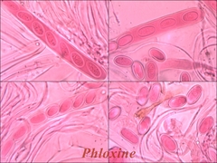 Propolis leonis