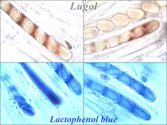 Propolis leonis
