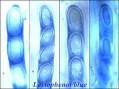 Propolis leonis
