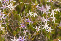 Calectasia intermedia