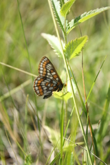 Euphydryas iduna