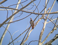 Colaptes auratus
