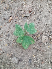 Passiflora viridiflora