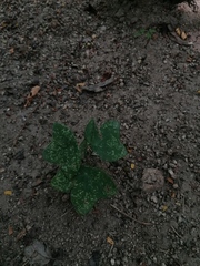 Passiflora viridiflora