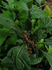 Passiflora viridiflora