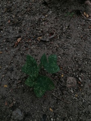 Passiflora viridiflora