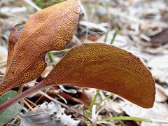 Rossmanomyces pyrolae