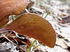 Rossmanomyces pyrolae