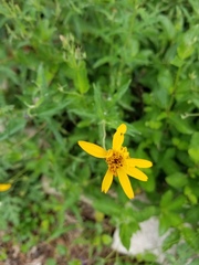 Wedelia acapulcensis