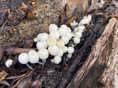 Coprinellus