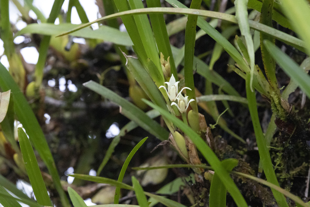 Maxillaria alba