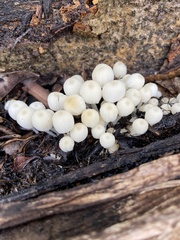 Coprinellus