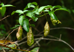 Anchietea pyrifolia