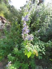 Salvia keerlii