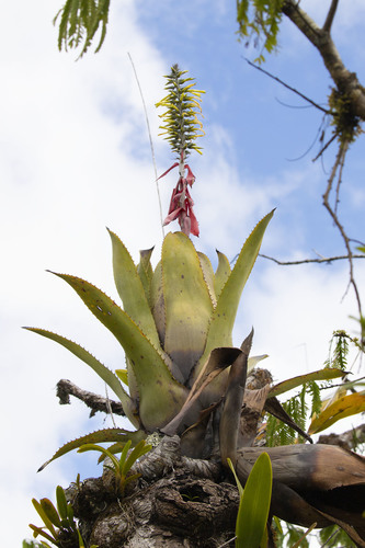 Aechmea longicuspis, photograph 6