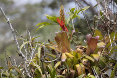 Aechmea mertensii