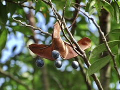 Archidendron lucidum