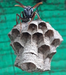 Mischocyttarus drewseni