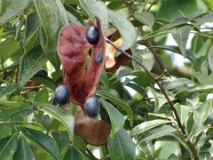 Archidendron lucidum