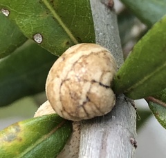 Allokermes cueroensis