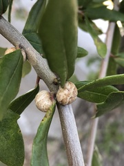Allokermes cueroensis
