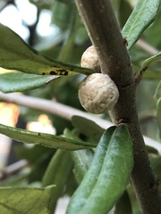 Allokermes cueroensis