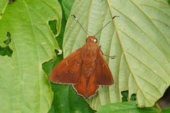 Dyscophellus porcius