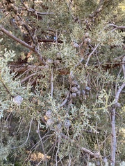 Cupressus forbesii