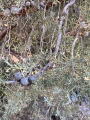 Cupressus forbesii