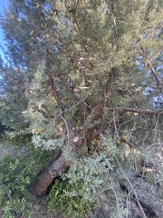 Cupressus forbesii