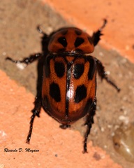 Cyclocephala latericia