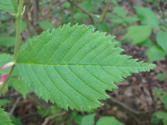 Ulmus glabra