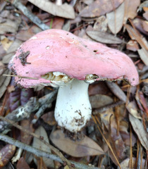 Russula hixsonii