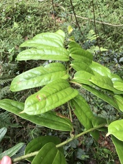 Ripogonum discolor